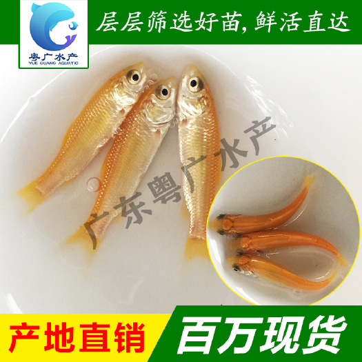 俄罗斯金草鱼苗 金丝草鱼苗 淡水养殖活体鱼苗批发