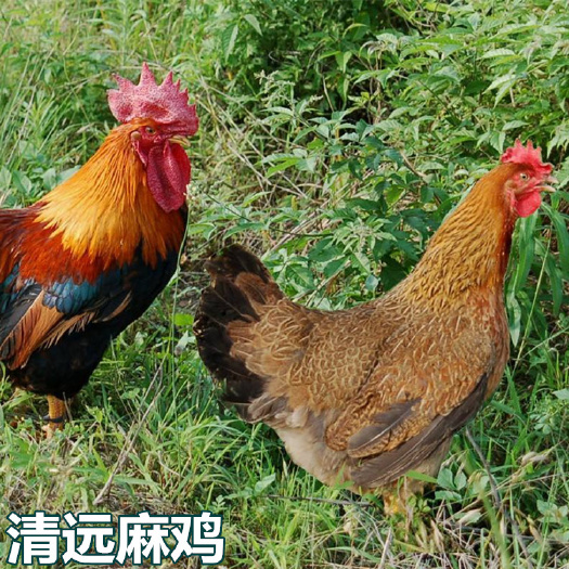 南宁清远麻鸡苗  厂家直销  出壳苗包打疫苗  包运输损耗