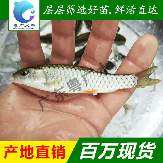 广州军鱼苗 青竹鲩鱼 光倒刺鲃鱼苗批发 全国发货