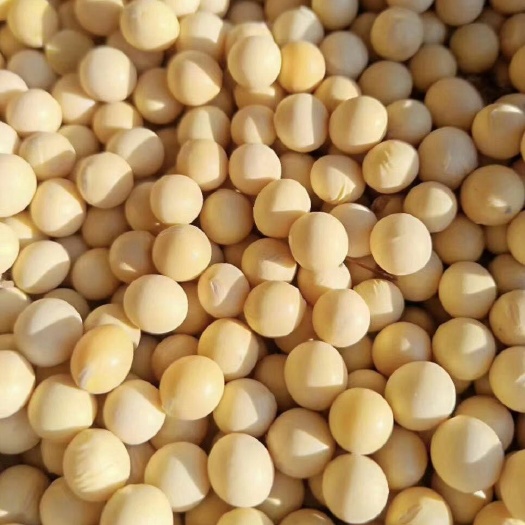 虎林市黄大豆 生大豆 1等品
