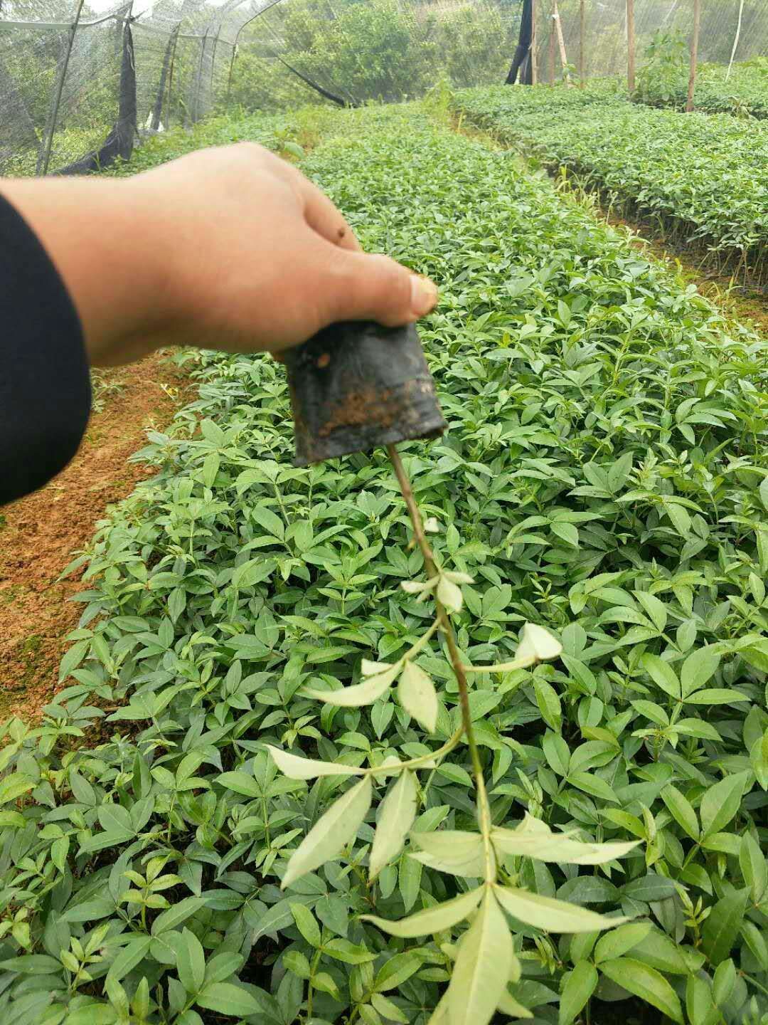 正宗重庆江津九叶青花椒苗大红袍花椒苗基地直发保湿发货!