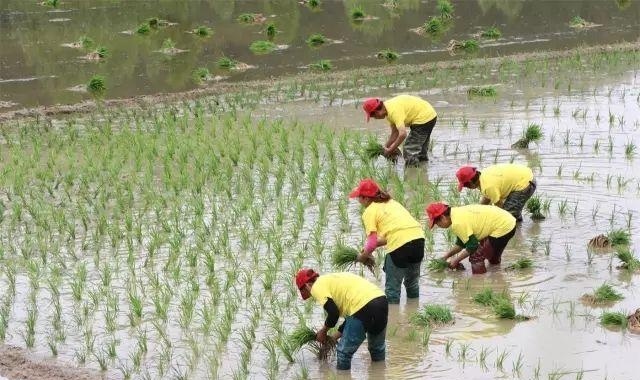成都 城市工薪阶层家庭的福利（汉中香米）