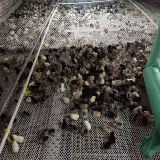 通许县 柴鸡苗，养殖业的黄金季节来了，天气已经回暖。