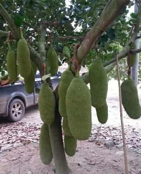 灵山县一号菠萝蜜苗  四季菠萝蜜苗  营养杯苗