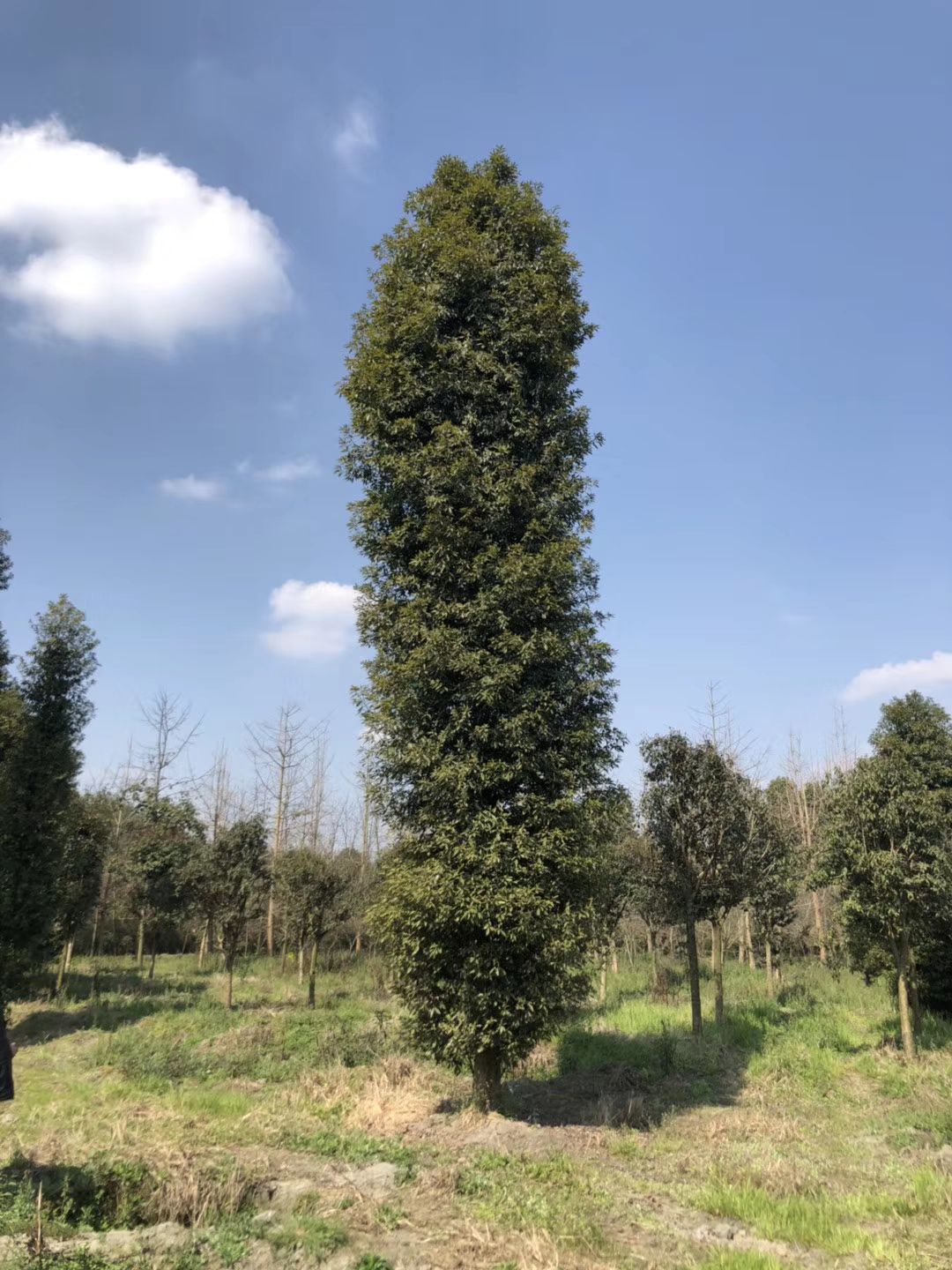 沉木金丝楠 风里雨里，成都楠木基地等你