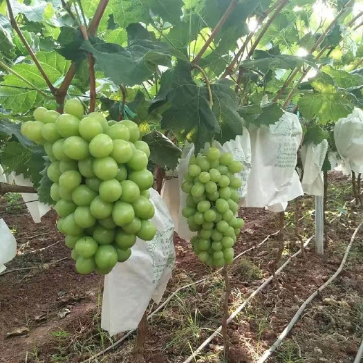平邑县 爬藤果树苗 阳光玫瑰葡萄苗 阳光玫瑰葡萄树苗南北方种植