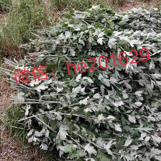 周至县 手打石磨艾绒深山艾叶
