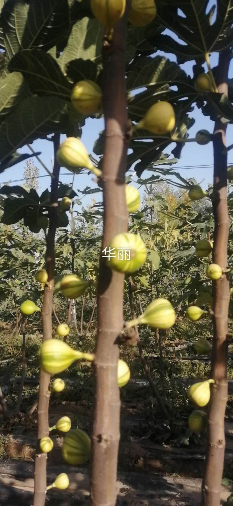 金傲芬无花果苗 多品种五花果树苗