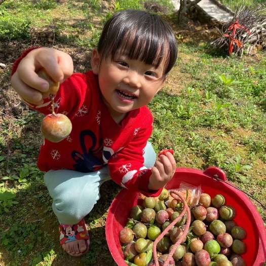 信宜市 顺丰包邮，每天现摘现发，正宗前排银妃三华李