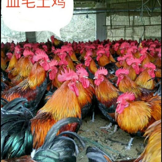 衡南县 血毛土鸡苗 包成活 包运输 包打防疫