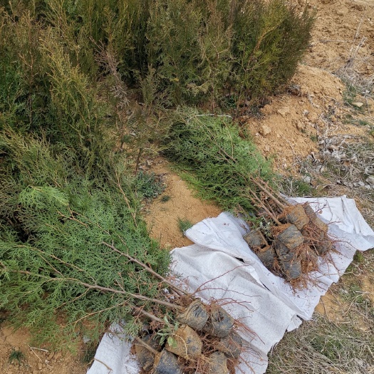 莒南县侧柏苗，优质侧柏，营养杯侧柏。一米侧柏