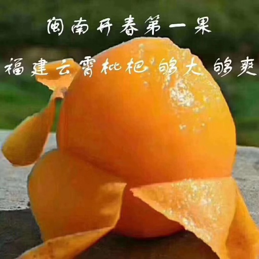 云霄县云霄枇杷 闽南开春第一果现在刚好大熟又好吃