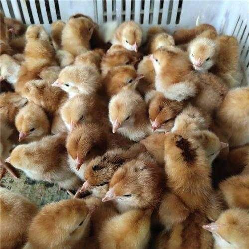 南宁 黑瑶鸡苗