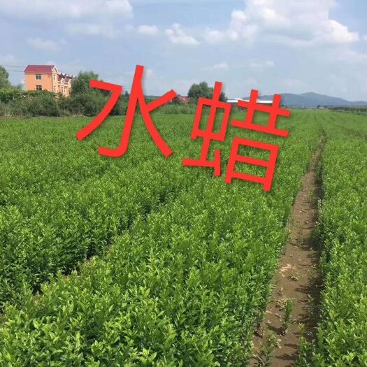供应 水蜡小苗 女贞播种小苗 东北水蜡树苗 实地看苗订购