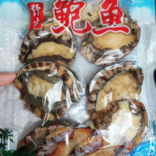 漳浦县绿盘鲍  活冻鲍鱼