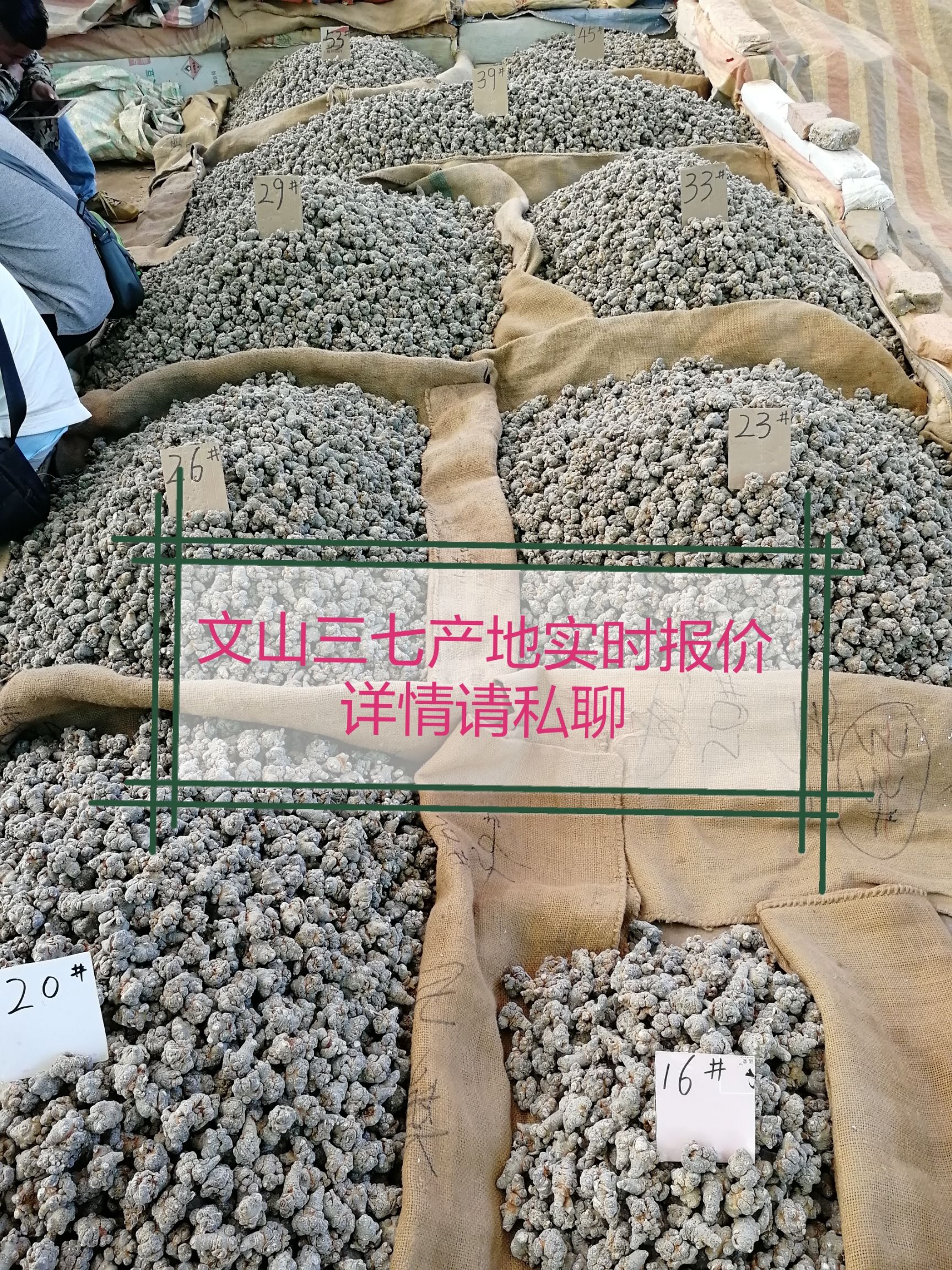 文三七  专走大货，懂货的来，产地价钱，各种规格都有