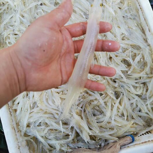 青岛大条精品银鱼。