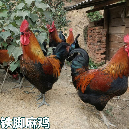 南宁 铁脚麻鸡苗   厂家直销  出壳包打疫苗  包运输损耗