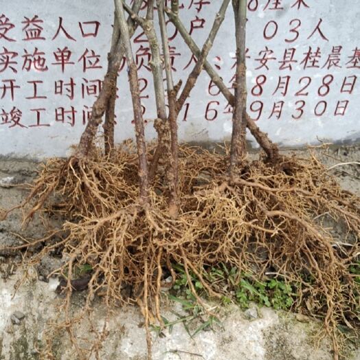 兴安县 中药材，吴茱萸，江西中花，广西中花，大苗，小苗