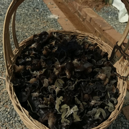 新田县 黑木耳 产地直采 鲜耳
