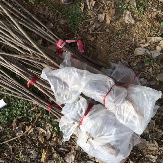 周至县俄罗斯八号美早黑珍珠车厘子