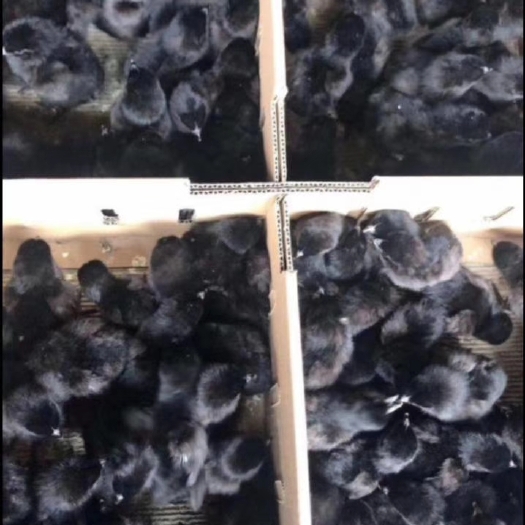 昆明 五黑绿壳蛋鸡苗，疫苗齐全，厂地直供，品质保障！