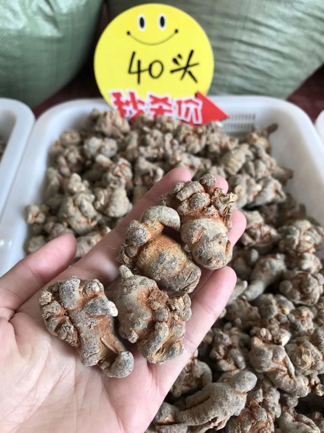 文三七  专走大货，懂货的来，产地价钱，各种规格都有