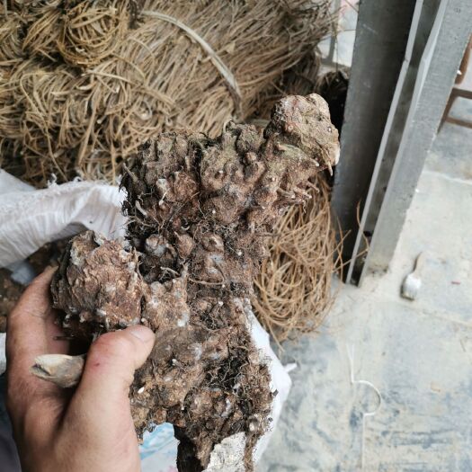 东兰县 土茯苓