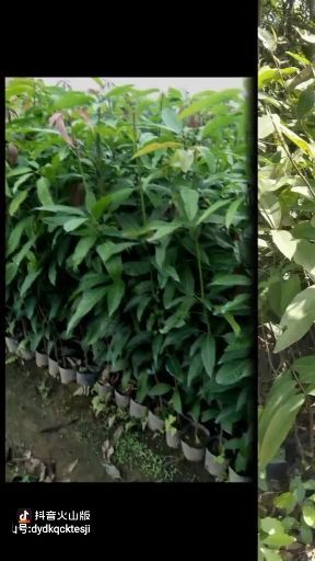 普宁市 芒果苗，四季芒果，金煌芒苗
