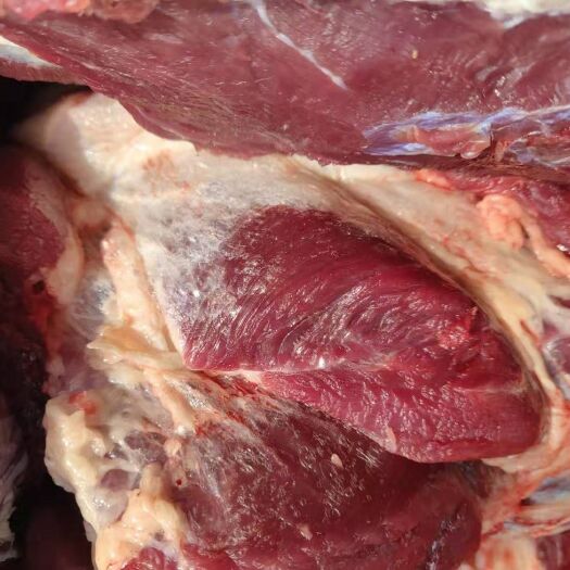 宁津县 鲜马肉
