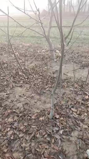 济南纸皮核桃苗