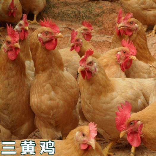 南宁【热卖】三黄鸡苗 优质鸡苗  包注射疫苗 售后指导技术