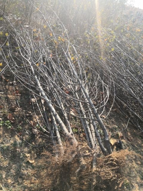 泰安红肉苹果树苗  苹果树，苹果苗，富士，鲁丽，红肉苹果苗