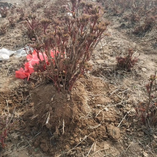 洛阳 正宗洛阳牡丹重瓣大花观赏牡丹洛阳红大苗包活包开花