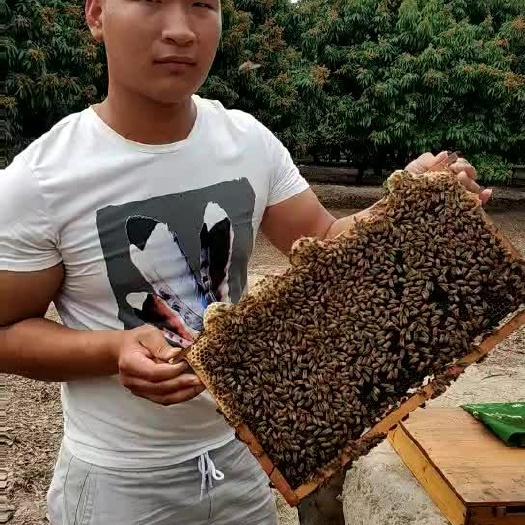 博白县意蜂 自家自产的  剂 天然蜂蜜