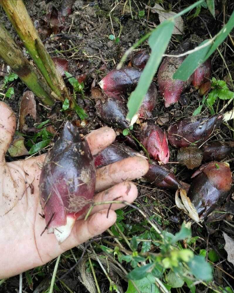 阳荷种苗 阳荷种根 阳荷根 洋河姜 洋火姜 阳霍姜