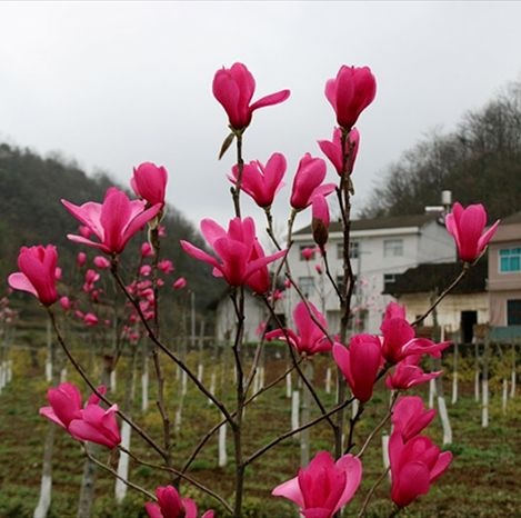 平邑县 矮化玉兰 可盆栽可地栽 多色可选 易成活包邮