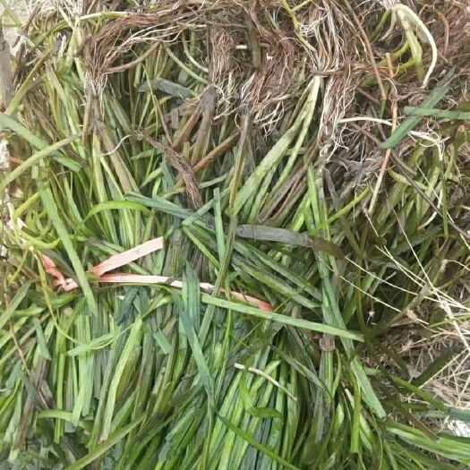 赤壁市 亚洲四季长绿矮苦草耐寒鱼虾蟹专用
