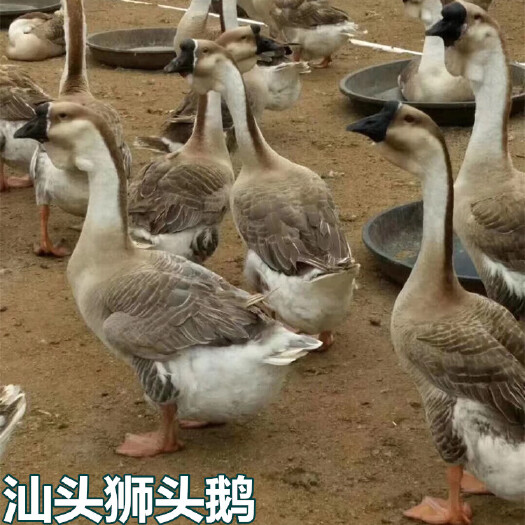 南宁【热卖】特大种汕头狮头鹅苗  正品狮头鹅 优质鹅苗 包疫苗