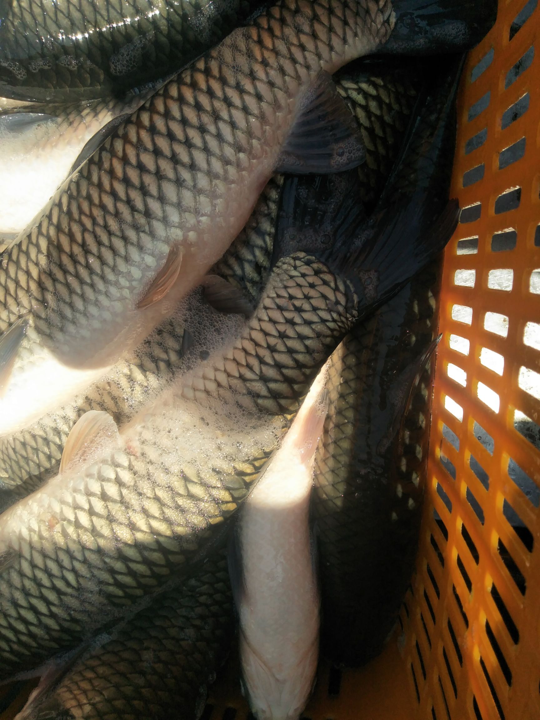 水库草鱼 长期供应云贵川片区水库和垂钓鱼塘成品鱼或鱼苗……规格品种齐全