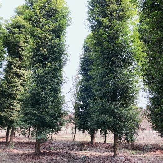 成都沉木金丝楠 风里雨里，成都楠木基地等你