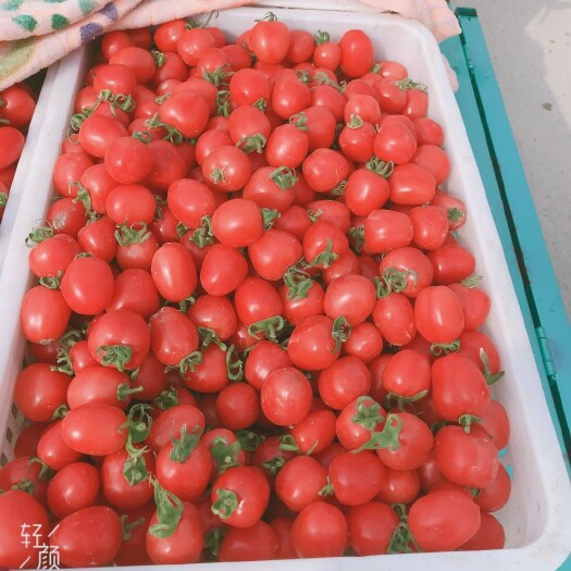 莘县 贝贝/千禧圣女果