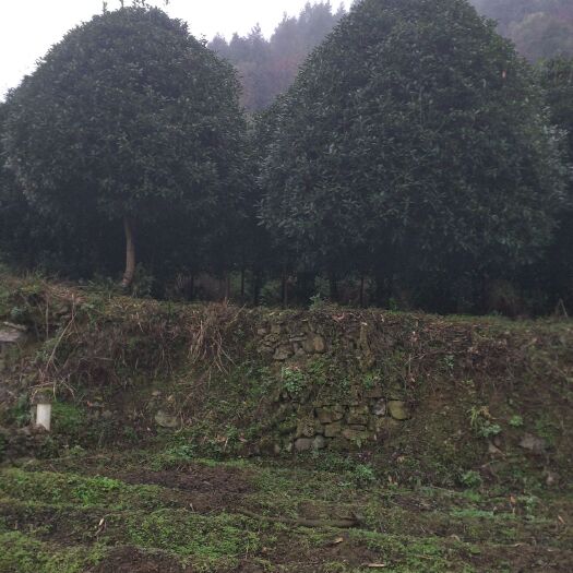 生态园林 桂花树