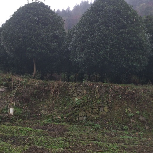 余庆县生态园林 桂花树
