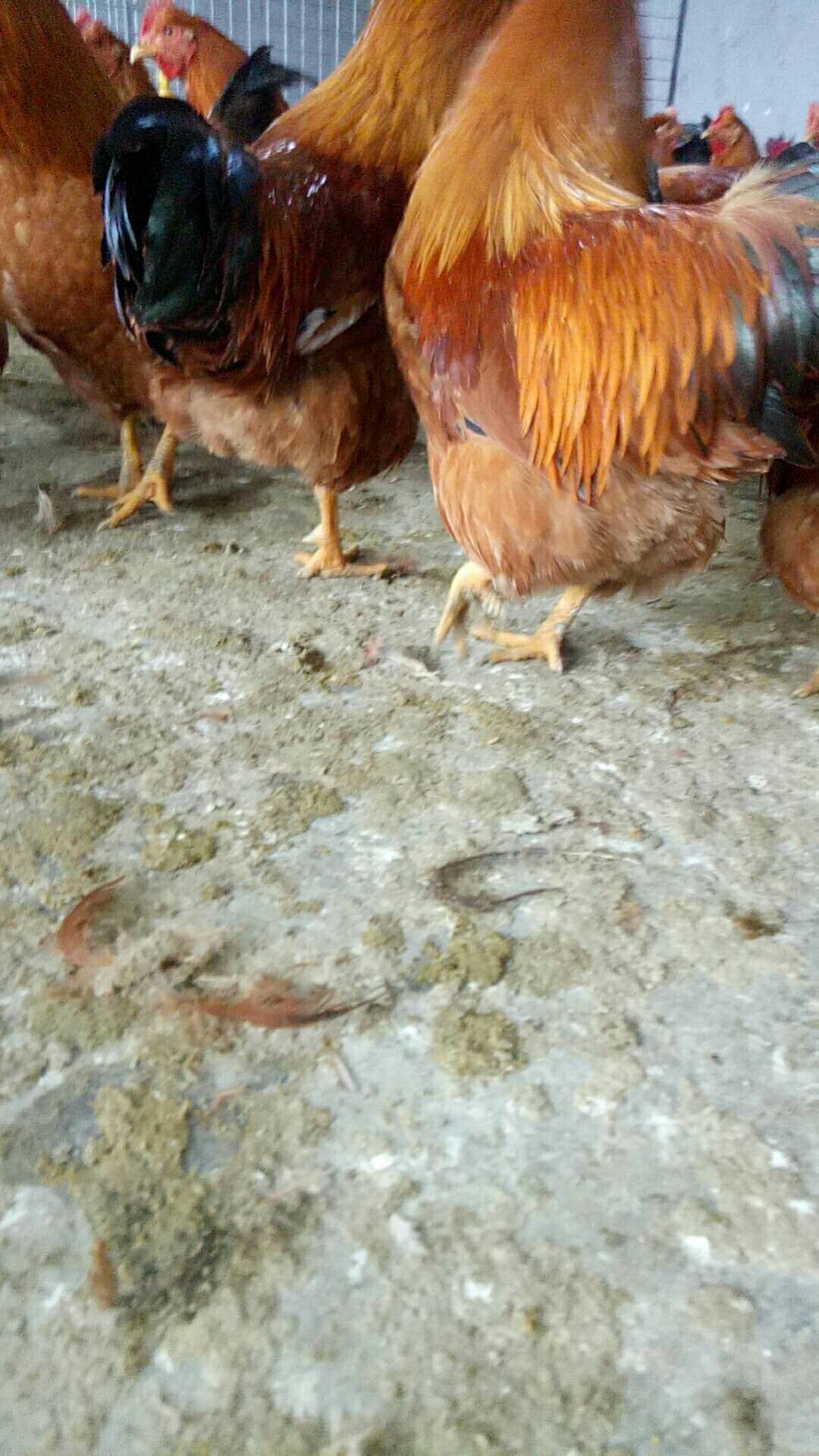  200日杂粮阉鸡