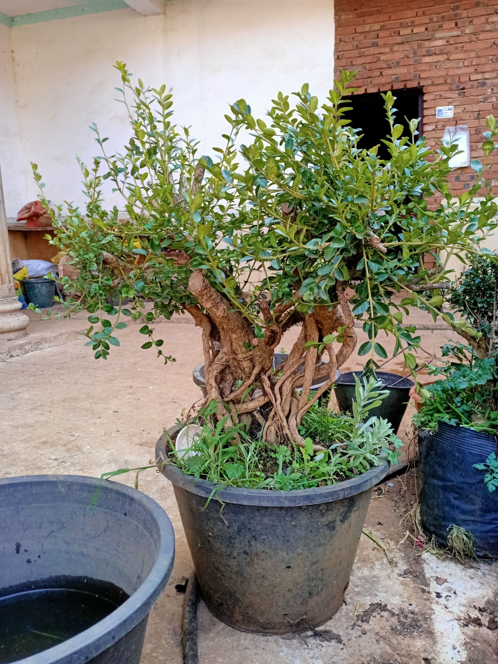 [瓜子黃楊木批發]瓜子黃楊木 雲南瓜子黃楊盆景素材熟樁價格100元/棵