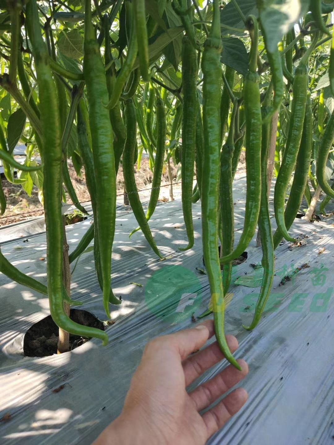 【基地直销】线椒苗  2019加长加大线椒，苗场直供品质保障