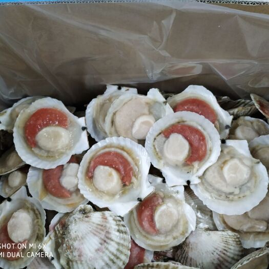 卢龙县夏贻贝 秦皇岛乐佳食品有限公司