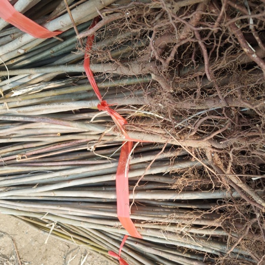 泰安红油香椿苗 基地供应优质红油香椿树苗