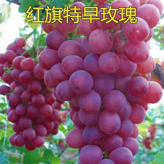 平邑县 红旗特早熟葡萄苗适合南北方种植嫁接苗质量保证品质优良保湿发货